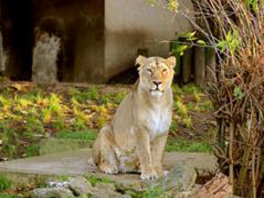 149 BIO PARC DE DOUE LA FONTAINE 3- 2016_000022.jpg